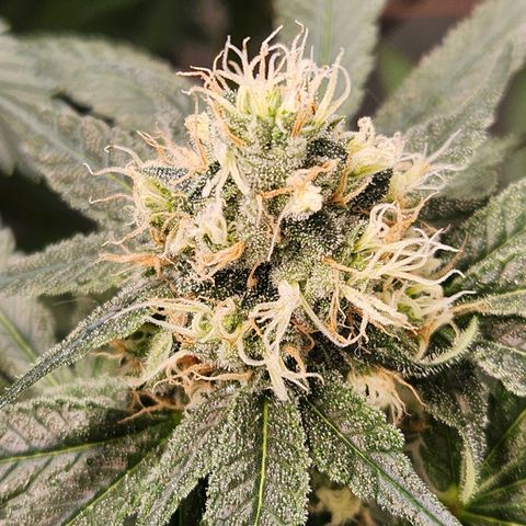 Cookies x purple punch #1 growlog timeline photo