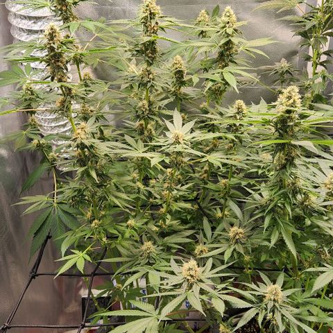 Gelato x purple punch #1 growlog timeline photo