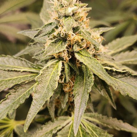 Gelato x purple punch #1 growlog photo: Buds com bastante resina.