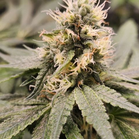 Cookies x purple punch #1 growlog timeline photo