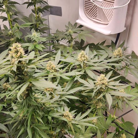 Cookies x purple punch #1 growlog timeline photo