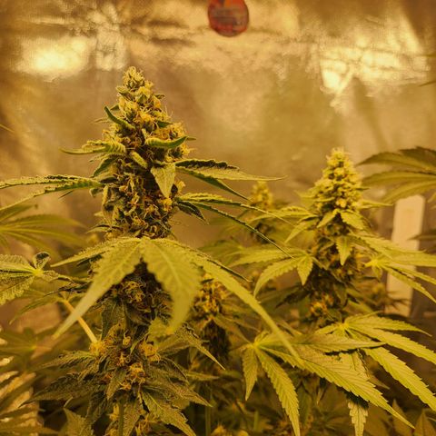 Gelato x purple punch #1 growlog timeline photo