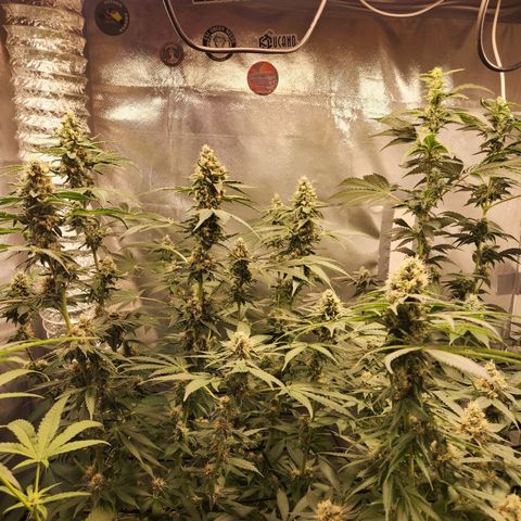 Gelato x purple punch #1 growlog timeline photo