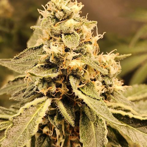 Gelato x purple punch #1 growlog timeline photo