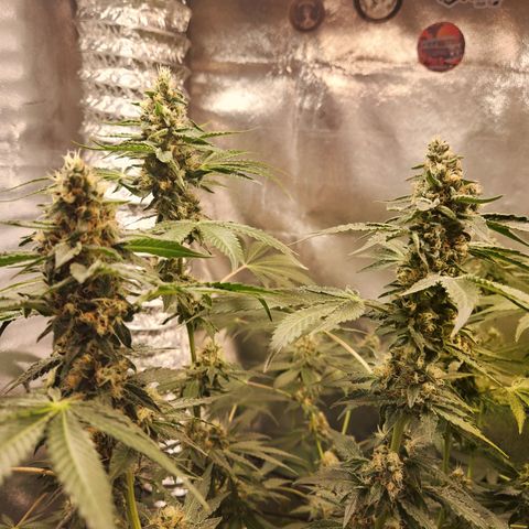 Gelato x purple punch #1 growlog timeline photo