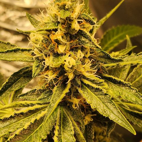 Gelato x purple punch #1 growlog timeline photo