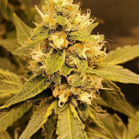 Gelato x purple punch #1 growlog timeline photo