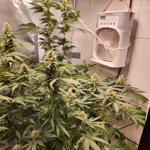 Cookies x purple punch #1 growlog timeline photo