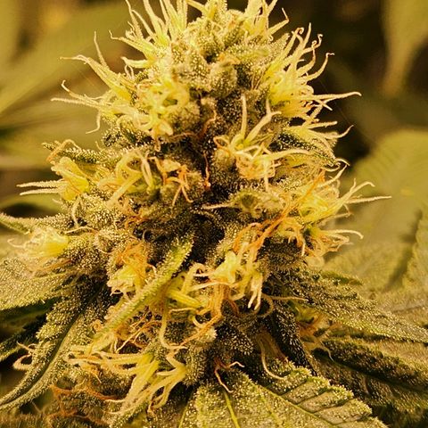 Cookies x purple punch #1 growlog timeline photo
