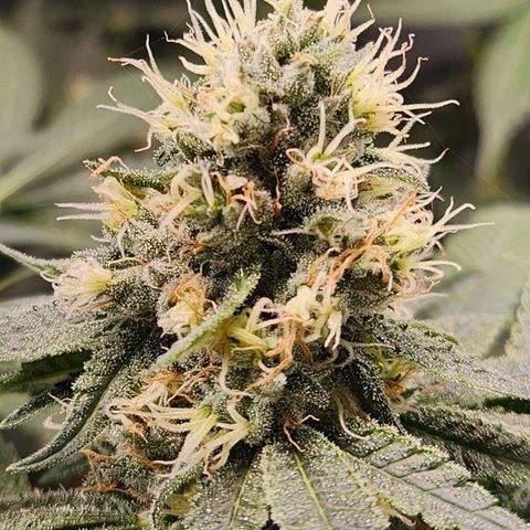 Cookies x purple punch #1 growlog timeline photo