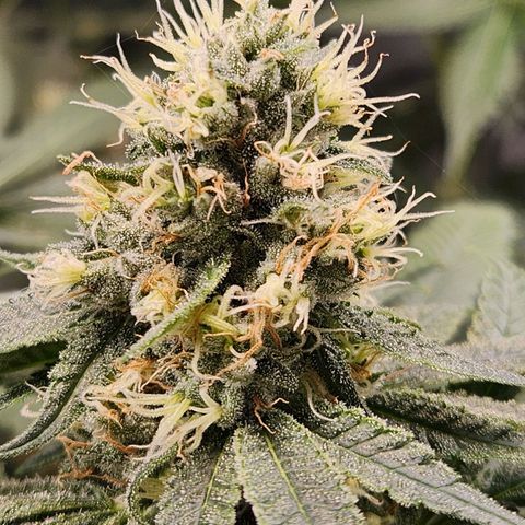 Cookies x purple punch #1 growlog timeline photo