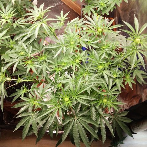 Blue Zushi growlog timeline photo