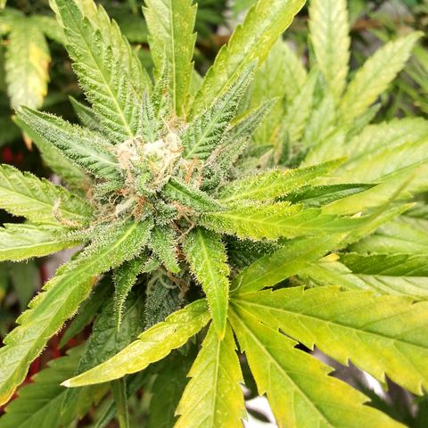 Critical growlog timeline photo