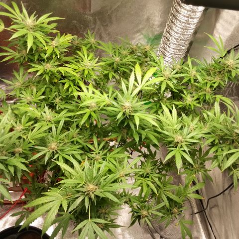 Critical growlog timeline photo