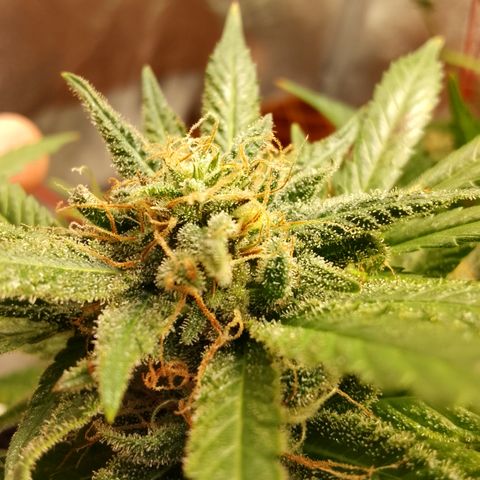 Critical growlog timeline photo