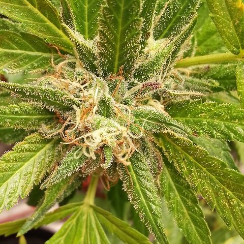 Critical growlog timeline photo