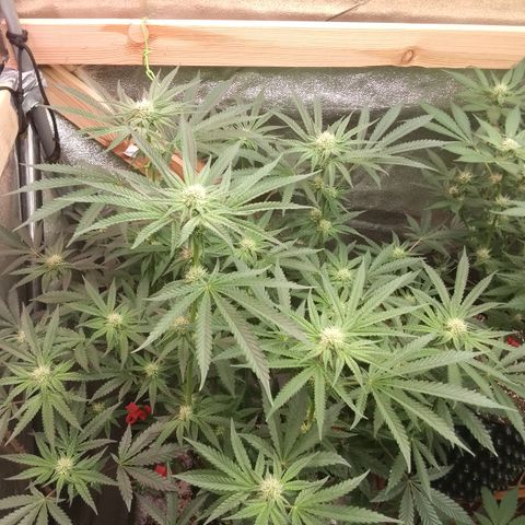 Blue Zushi growlog timeline photo