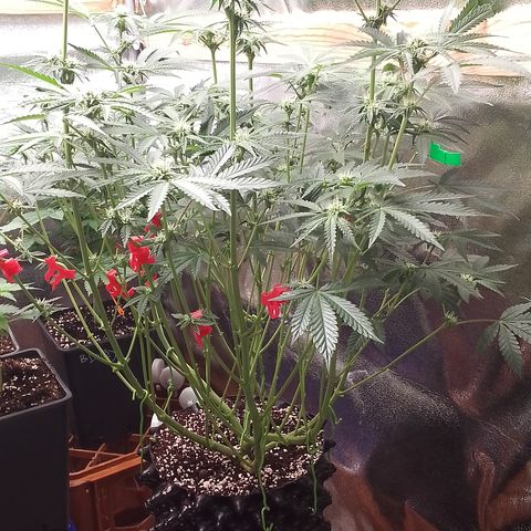Blue Zushi growlog timeline photo