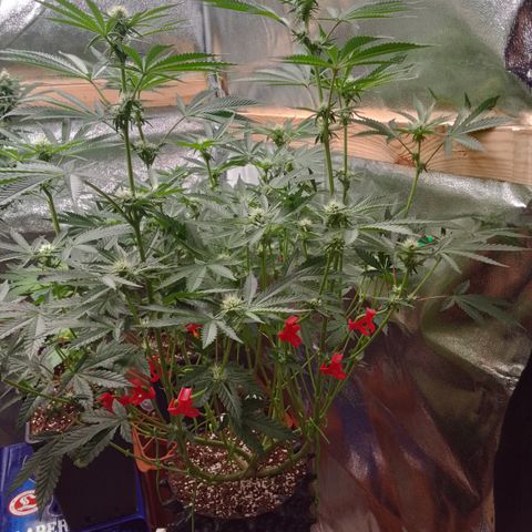 Blue Zushi growlog timeline photo