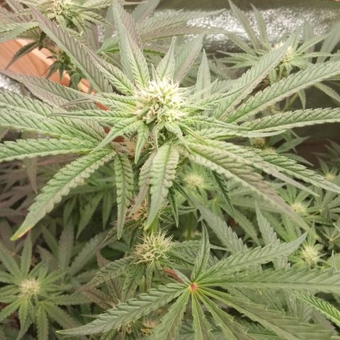 Blue Zushi growlog timeline photo