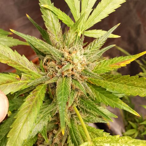 Critical growlog timeline photo