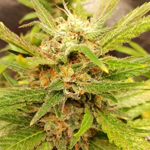 Critical growlog timeline photo
