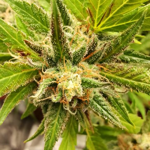 Critical growlog timeline photo