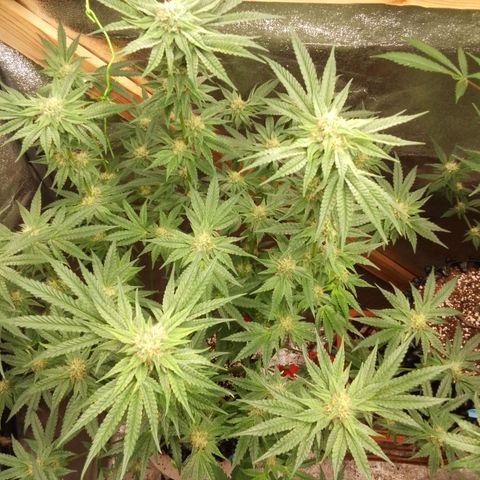 Blue Zushi growlog timeline photo