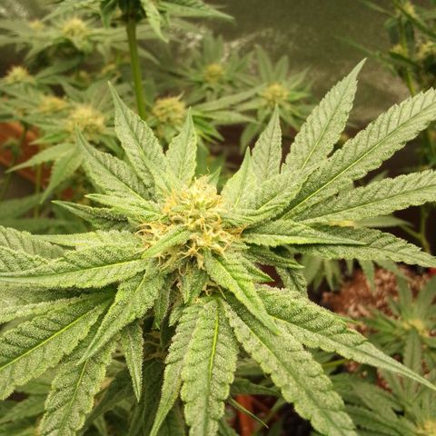 Blue Zushi growlog timeline photo
