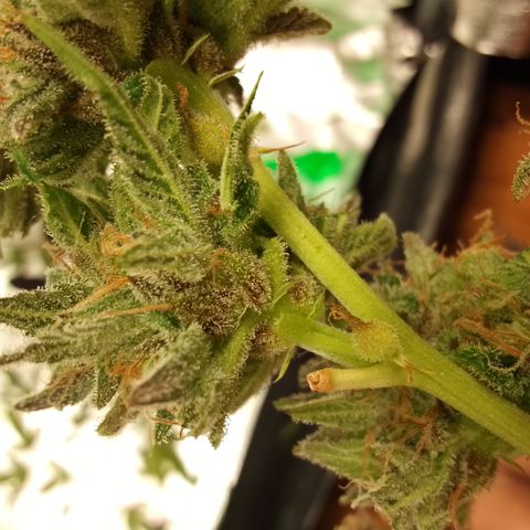 Critical growlog timeline photo