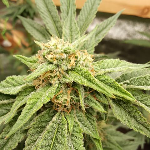 Blue Zushi growlog timeline photo