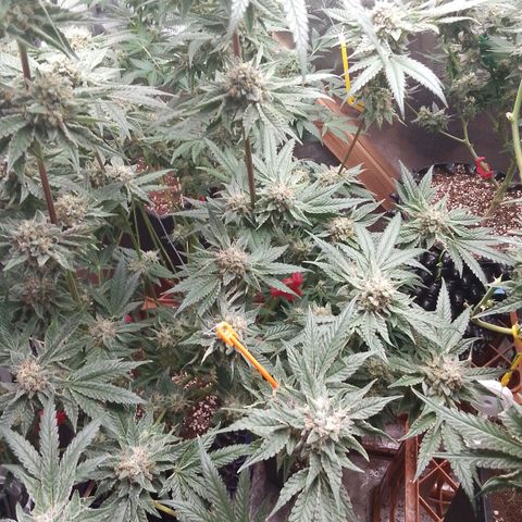 Blue Zushi growlog timeline photo
