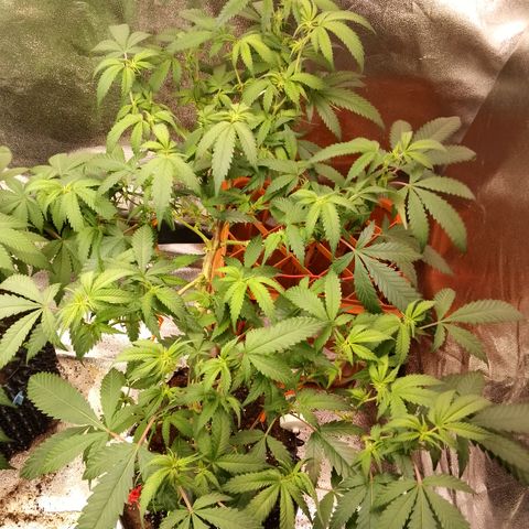 Chop og #1 growlog timeline photo