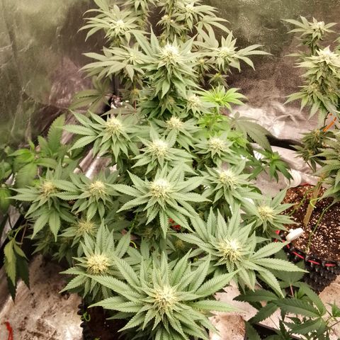 Chop og #1 growlog timeline photo