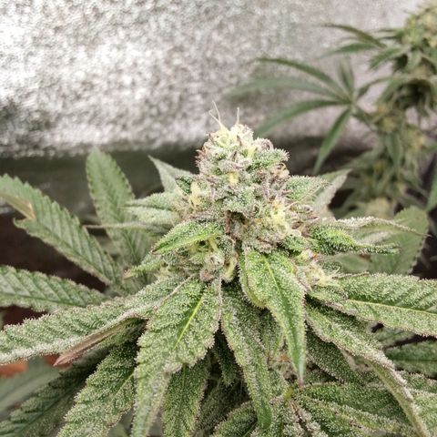 White Truffle #2 growlog timeline photo
