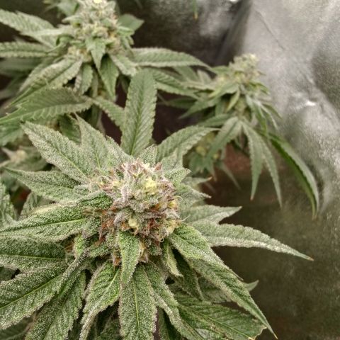 White Truffle #2 growlog timeline photo