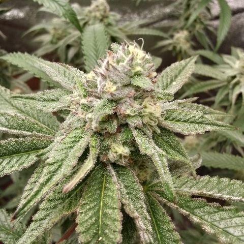 White Truffle #2 growlog timeline photo