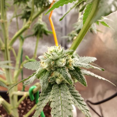 White Truffle #2 growlog timeline photo