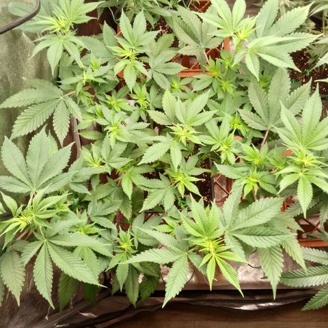 Rainbow Sherb growlog timeline photo