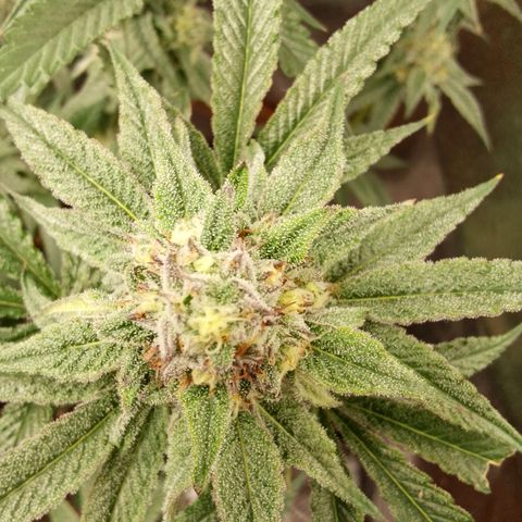 White Truffle #2 growlog timeline photo