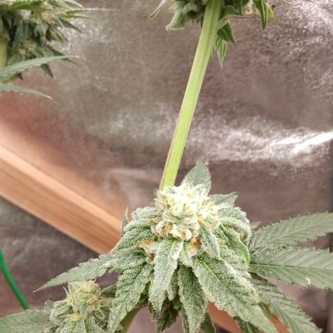 White Truffle #2 growlog photo: Alle trichiome trüb 