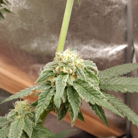 White Truffle #2 growlog photo: Alle trichiome trüb 