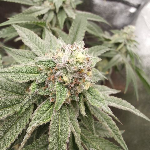 White Truffle #2 growlog photo: Alle trichiome trüb 
