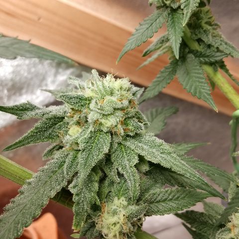 White Truffle #2 growlog photo: Alle trichiome trüb 