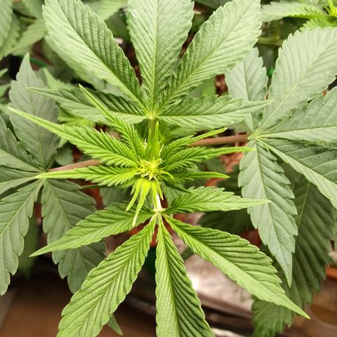 Rainbow Sherb growlog timeline photo