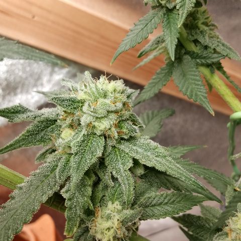 White Truffle #2 growlog photo: Alle trichiome trüb 