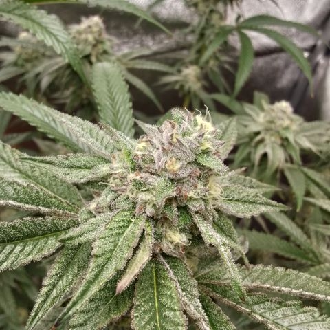 White Truffle #2 growlog photo: Alle trichiome trüb 