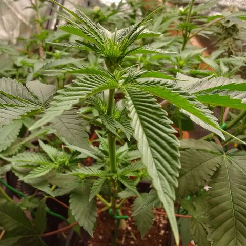 Rainbow Sherb growlog timeline photo