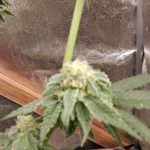White Truffle #2 growlog photo: Alle trichiome trüb 