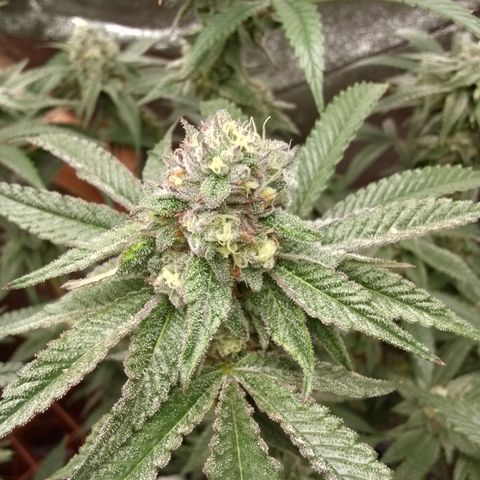 White Truffle #2 growlog timeline photo